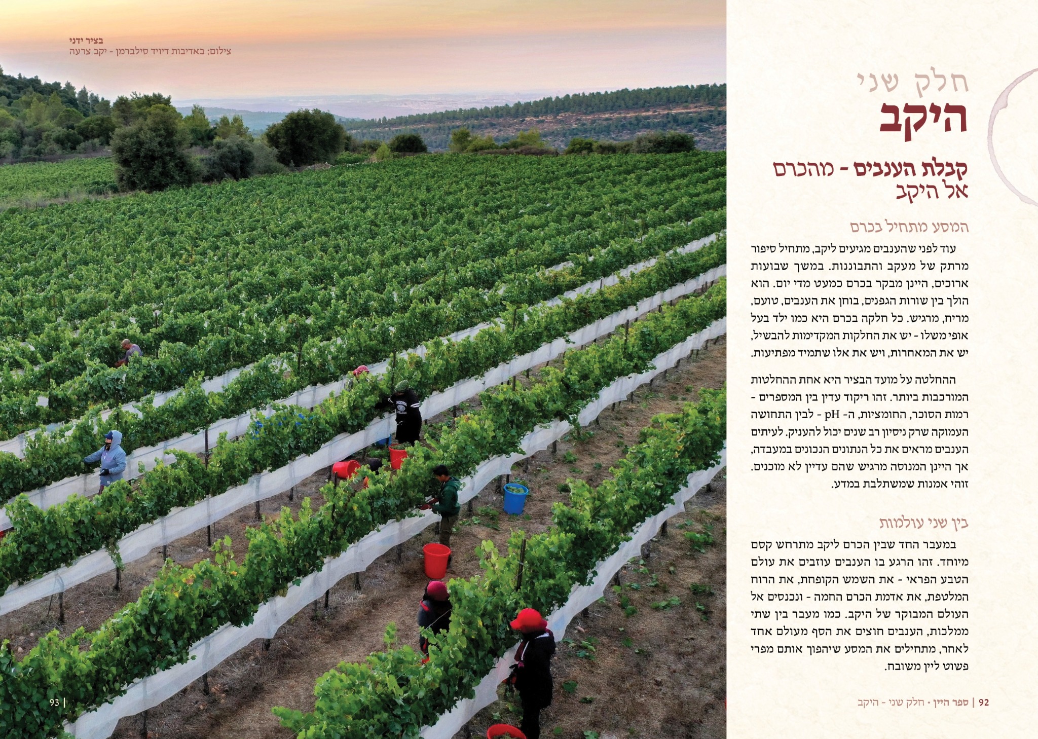 עמוד על בציר ויקב